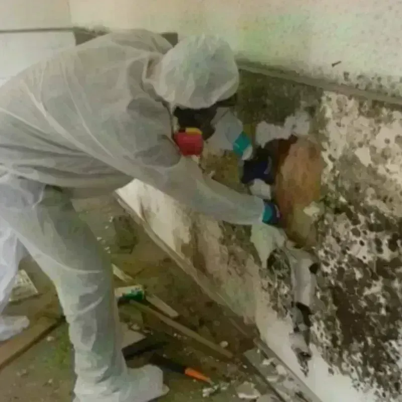 Mold Remediation and Removal in Convoy, OH